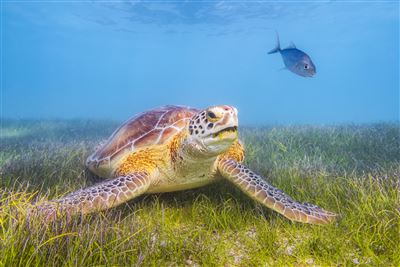 Mexiko Isla Cozumel Schildkröte